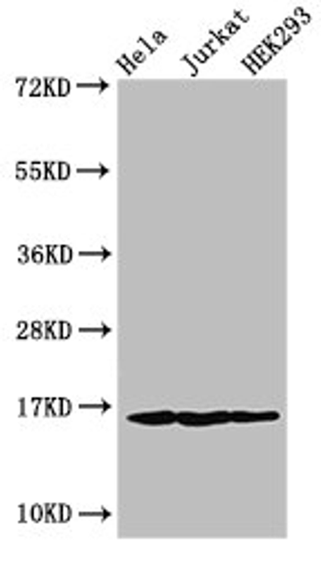 Western Blot. Positive WB detected in: Hela cell acid extracts, Jurkat cell acid extracts, HEK293 cell acid extracts. All lanes: HIST1H3A antibody at 1µg/ml. Secondary. Goat polyclonal to rabbit IgG at 1/50000 dilution. Predicted band size: 16 kDa. Observed band size: 16 kDa