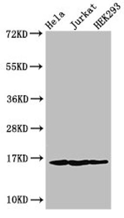 Western Blot. Positive WB detected in: Hela cell acid extracts, Jurkat cell acid extracts, HEK293 cell acid extracts. All lanes: HIST1H3A antibody at 1µg/ml. Secondary. Goat polyclonal to rabbit IgG at 1/50000 dilution. Predicted band size: 16 kDa. Observed band size: 16 kDa