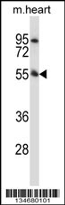 Western blot analysis in mouse heart tissue lysates (35ug/lane).