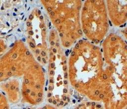 Immunohistochemistry-Paraffin: Trim11 Antibody [NB100-1214] -  (4ug/ml) staining of paraffin embedded Human Kidney. Steamed antigen retrieval with citrate buffer pH 6, HRP-staining.