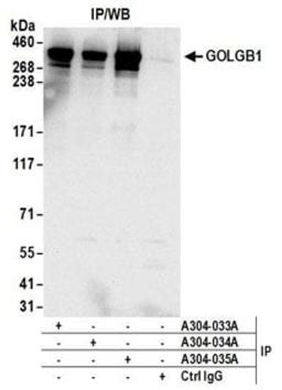 Detection of human GOLGB1 by western blot of immunoprecipitates.