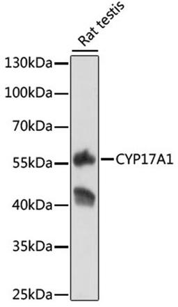 Western blot - CYP17A1 antibody (A1373)