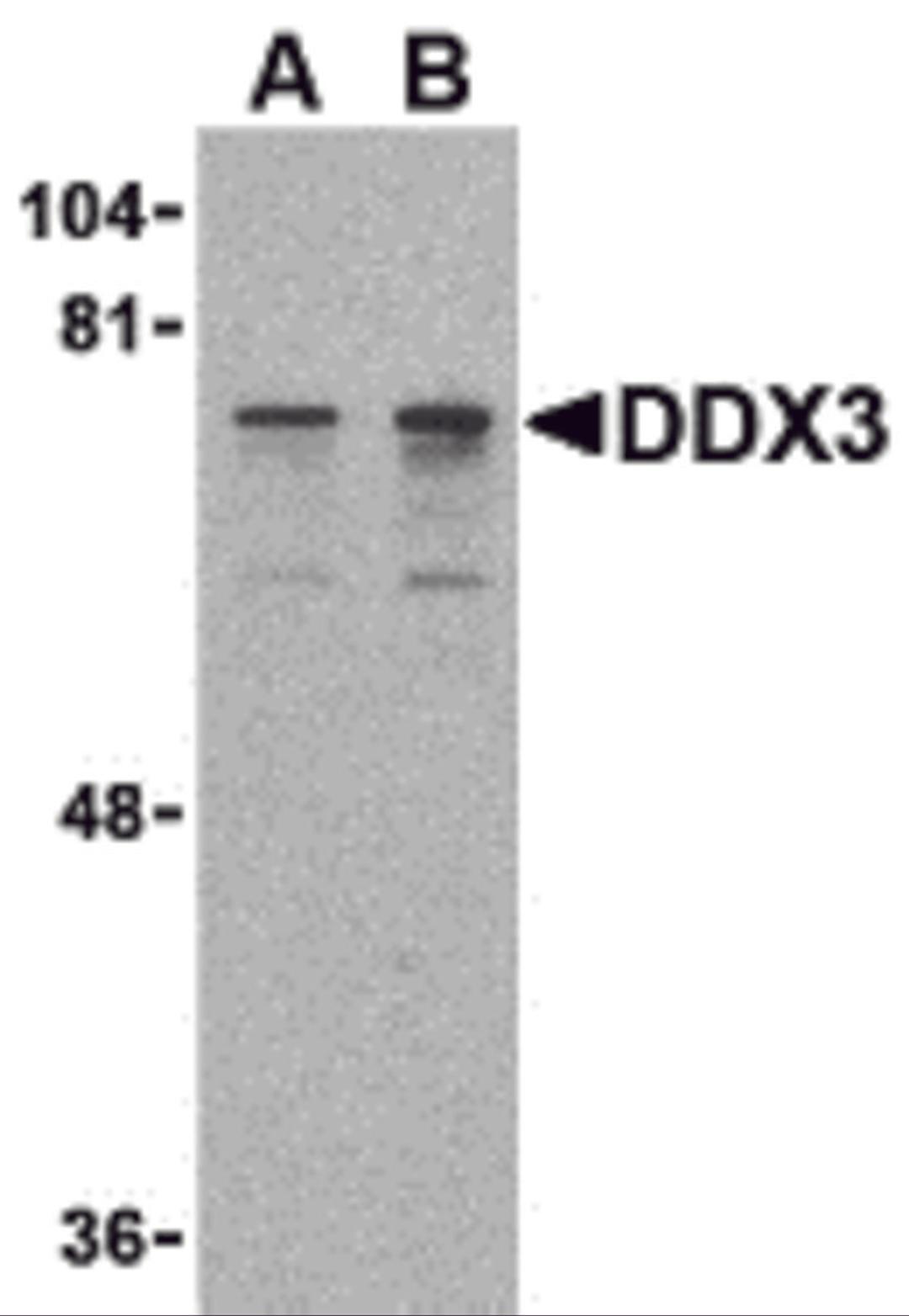 Western blot analysis of DDX3 in HepG2 cell lysate with DDX3 antibody at (A) 0.5 and (B) 1 &#956;g/mL.