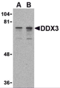 Western blot analysis of DDX3 in HepG2 cell lysate with DDX3 antibody at (A) 0.5 and (B) 1 &#956;g/mL.