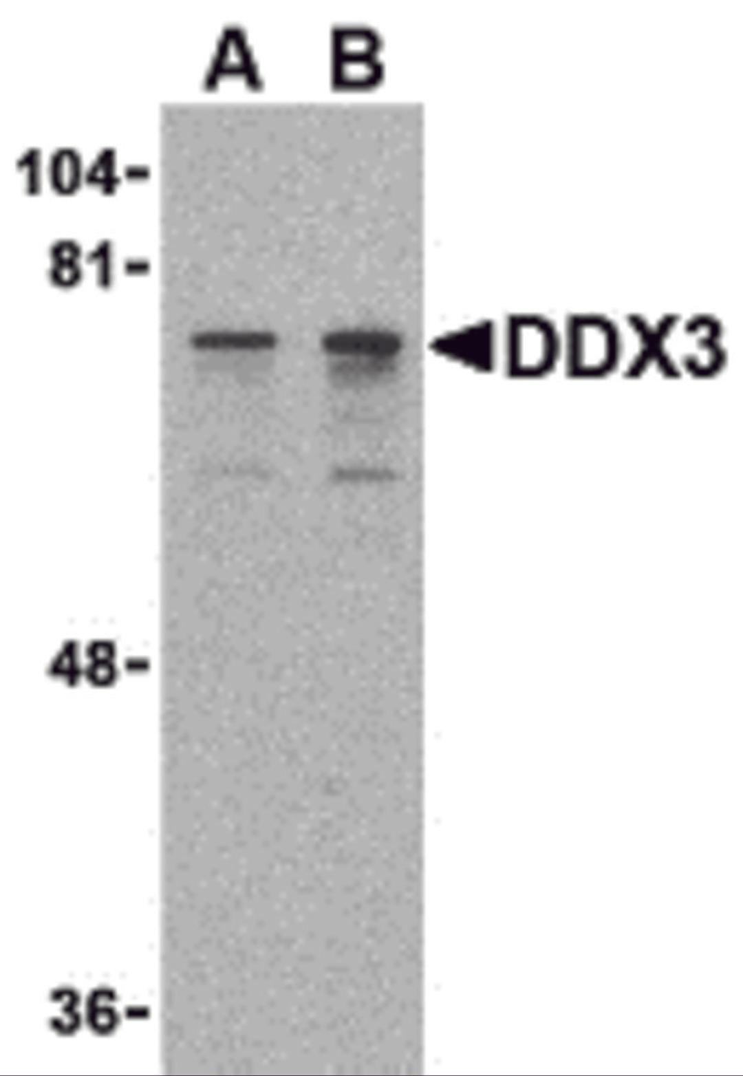 Western blot analysis of DDX3 in HepG2 cell lysate with DDX3 antibody at (A) 0.5 and (B) 1 μg/mL.