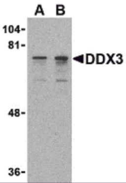 Western blot analysis of DDX3 in HepG2 cell lysate with DDX3 antibody at (A) 0.5 and (B) 1 μg/mL.