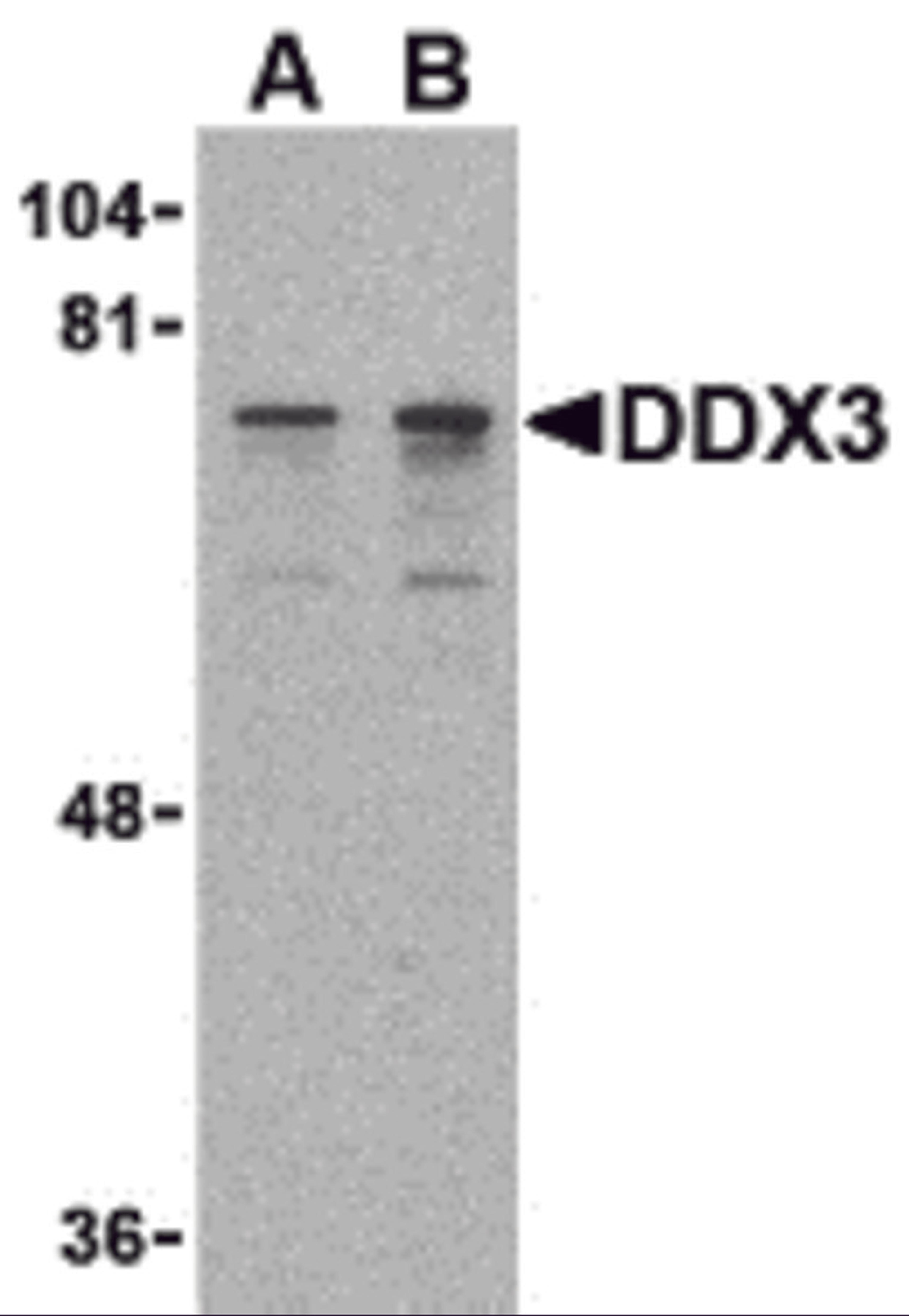 Western blot analysis of DDX3 in HepG2 cell lysate with DDX3 antibody at (A) 0.5 and (B) 1 μg/mL.