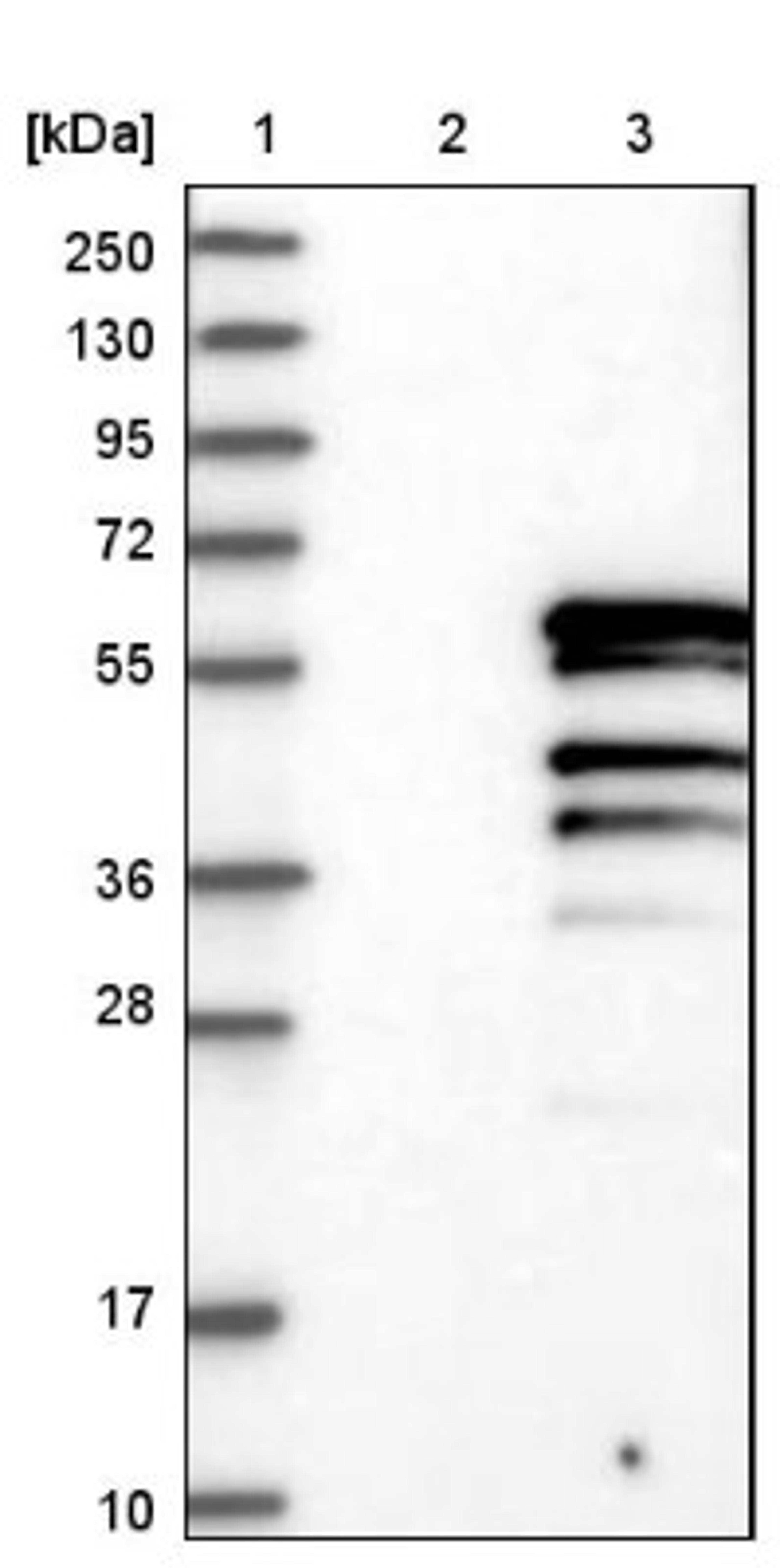 Western Blot: LEF1 Antibody [NBP1-86960] - Lane 1: Marker [kDa] 250, 130, 95, 72, 55, 36, 28, 17, 10<br/>Lane 2: Negative control (vector only transfected HEK293T lysate)<br/>Lane 3: Over-expression lysate (Co-expressed with a C-terminal myc-DDK tag (~3.1 kDa) in mammalian HEK293T cells, LY402529)