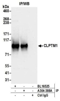 Detection of human CLPTM1 by western blot of immunoprecipitates.