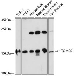 Western blot - TOM20 antibody (A16896)