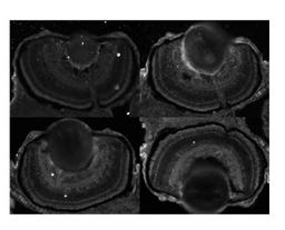 Antibody used in IHC on Zebrafish Embryo at 1:100 - 1:200.