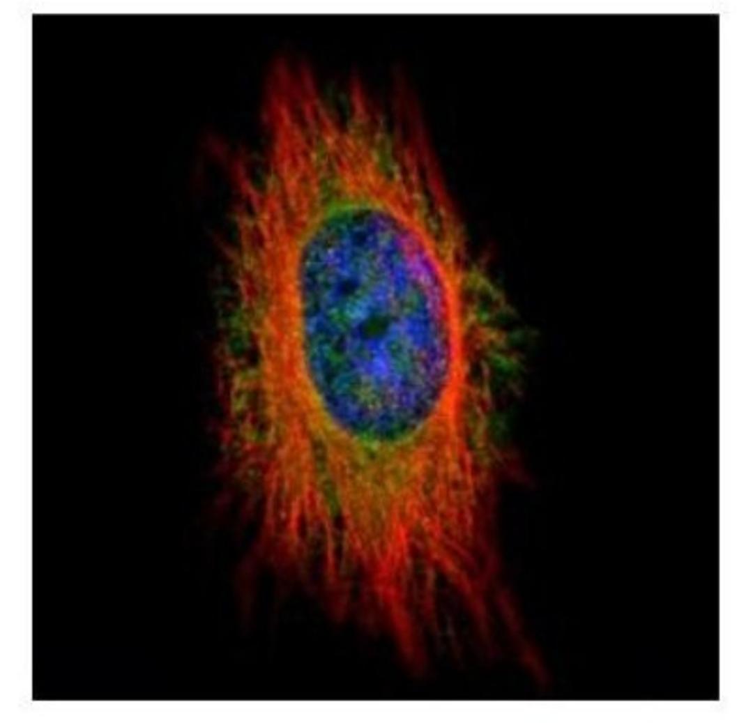 Immunocytochemistry/Immunofluorescence: MELK Antibody [NBP2-17275] - Confocal immunofluorescence analysis of methanol-fixed HeLa, using MELK antibody (Green) at 1:500 dilution. Alpha-tubulin filaments are labeled with Alpha-tubulin antibody (Red) at 1:2000.