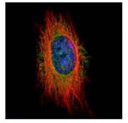 Immunocytochemistry/Immunofluorescence: MELK Antibody [NBP2-17275] - Confocal immunofluorescence analysis of methanol-fixed HeLa, using MELK antibody (Green) at 1:500 dilution. Alpha-tubulin filaments are labeled with Alpha-tubulin antibody (Red) at 1:2000.