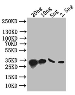 Western Blot. Positive WB detected in: recombinant protein. All lanes: S Antibody at 1:1000. Secondary. Goat polyclonal to rabbit IgG at 1/50000 dilution. Predicted band size: 34 kDa. Observed band size: 34 kDa. 