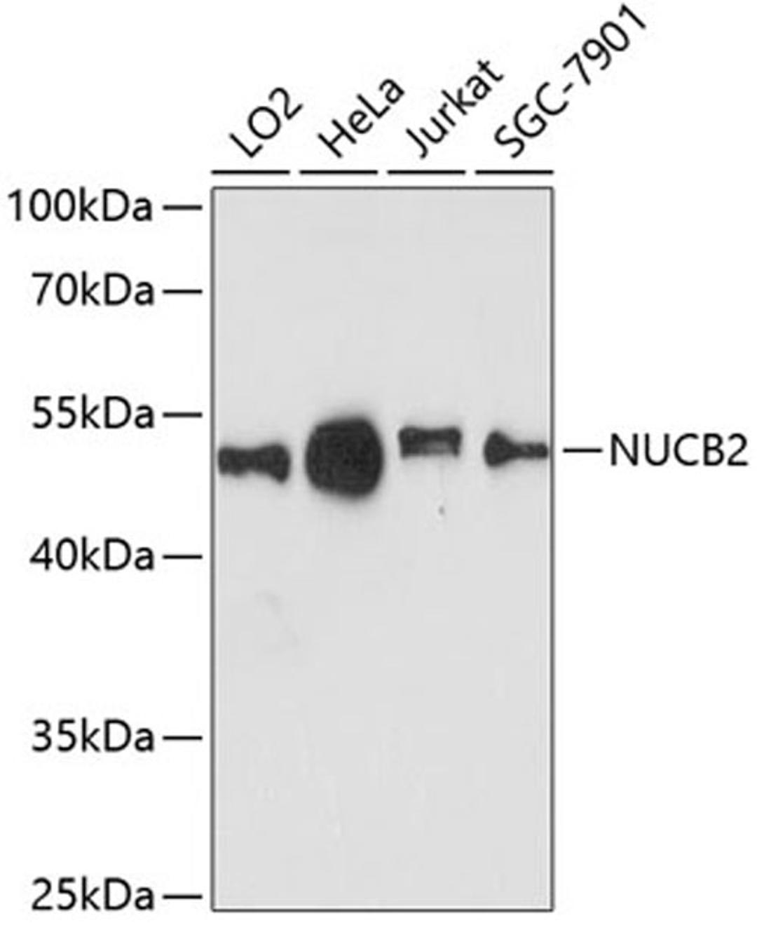 Western blot - NUCB2 antibody (A12641)