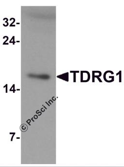 Western blot analysis of TDRG1 in human testis tissue lysate with TDRG1 antibody at 1 &#956;g/mL.