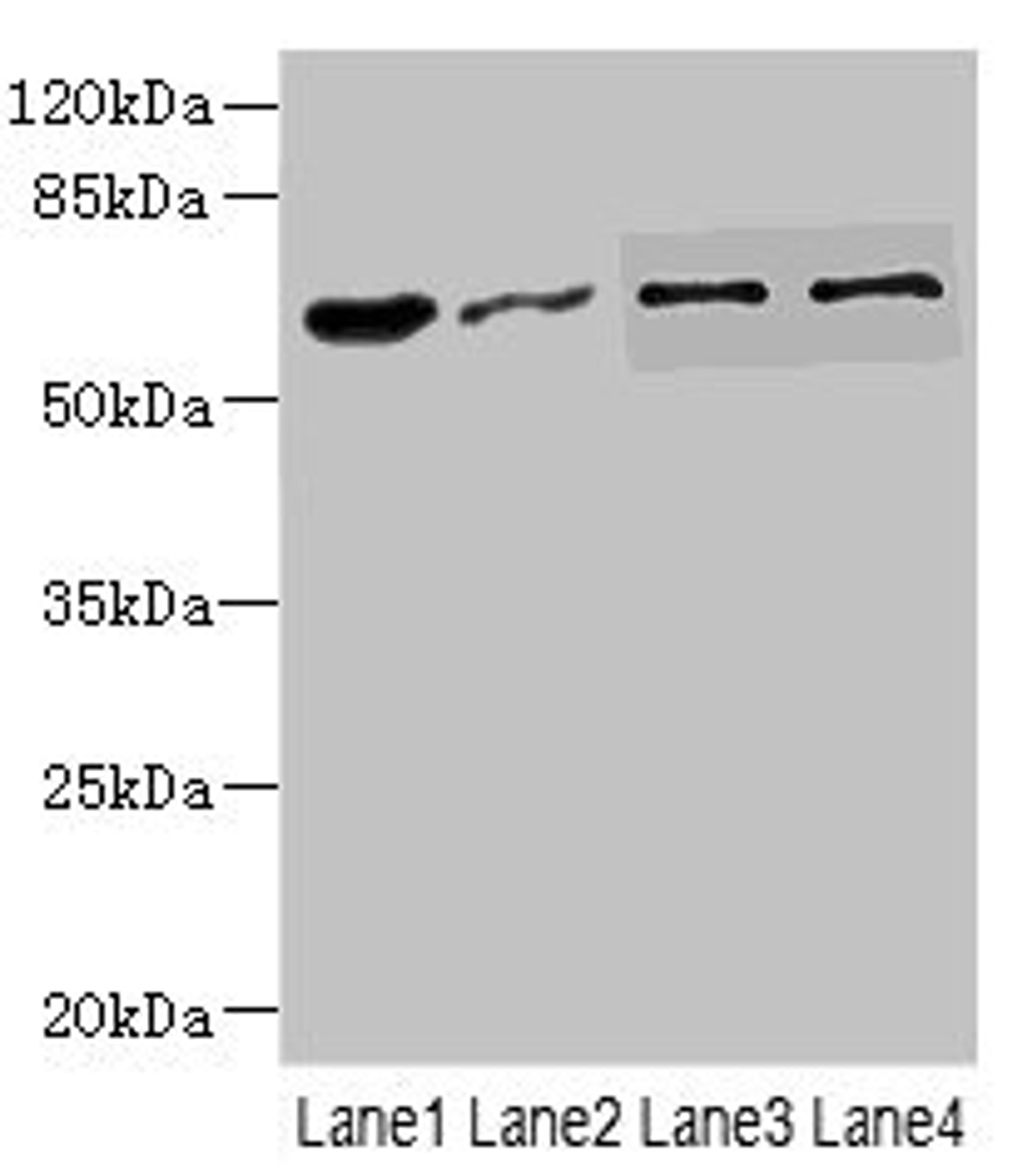 Western blot. All lanes: NOX3antibody at 0.96ug/ml. Lane 1: Mouse kidney tissue. Lane 2: 293T whole cell lysate. Lane 3: HepG2 whole cell lysate. Lane 4: Hela whole cell lysate. Secondary. Goat polyclonal to rabbit IgG at 1/10000 dilution. Predicted band size: 65 kDa. Observed band size: 65 kDa. 