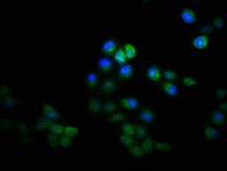 Immunofluorescence staining of Hela cells with CSB-PA11269A0Rb at 1:133, counter-stained with DAPI. The cells were fixed in 4% formaldehyde, permeabilized using 0.2% Triton X-100 and blocked in 10% normal Goat Serum. The cells were then incubated with the antibody overnight at 4°C. The secondary antibody was Alexa Fluor 488-congugated AffiniPure Goat Anti-Rabbit IgG(H+L).