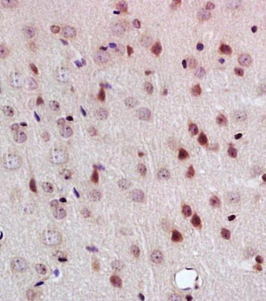 Immunohistochemical analysis of formalin fixed and paraffin embedded rat brain tissue using PEG3 antibody