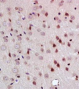 Immunohistochemical analysis of formalin fixed and paraffin embedded rat brain tissue using PEG3 antibody