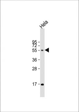 Western Blot at 1:1000 dilution + Hela whole cell lysate Lysates/proteins at 20 ug per lane.