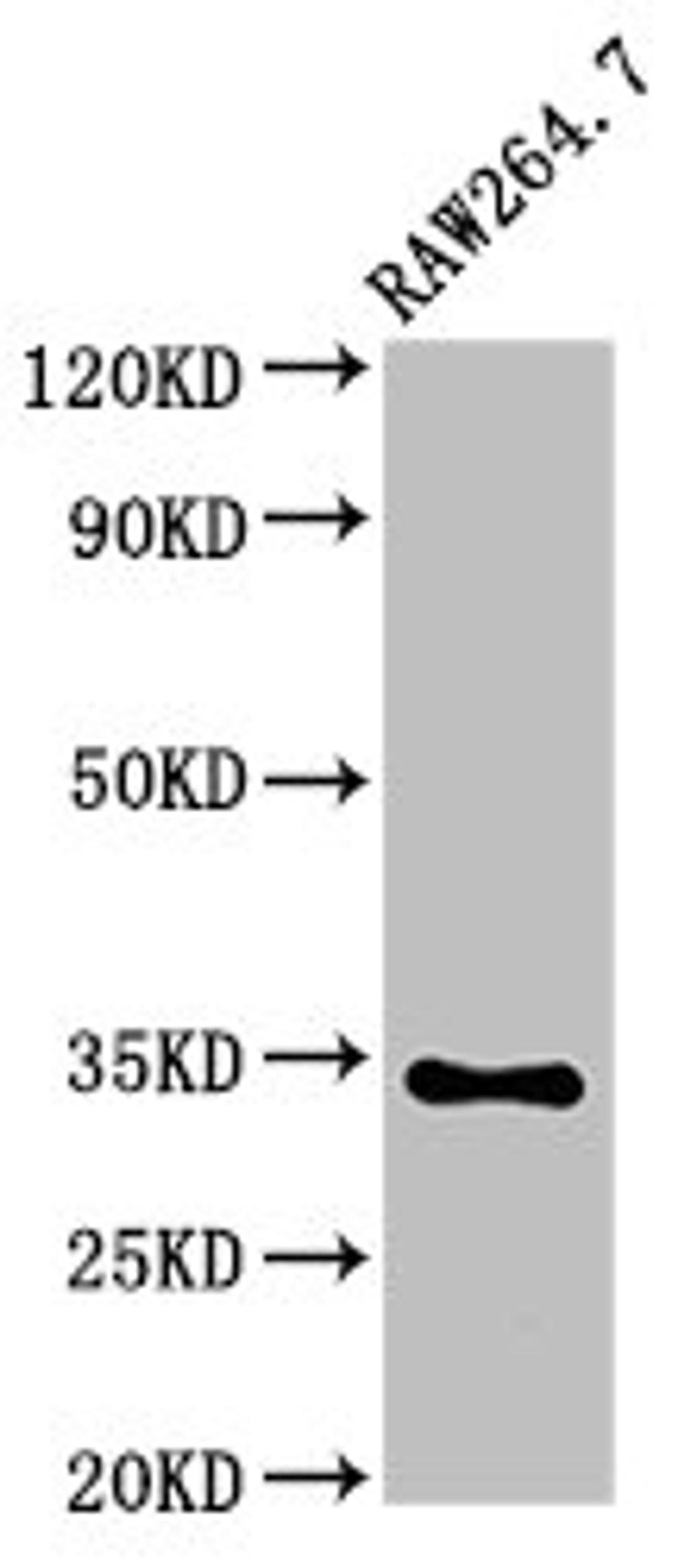 Western Blot. Positive WB detected in: RAW264.7 whole cell lysate. All lanes: MEOX2 antibody at 5ug/ml. Secondary. Goat polyclonal to rabbit IgG at 1/50000 dilution. Predicted band size: 34 kDa. Observed band size: 34 kDa. 