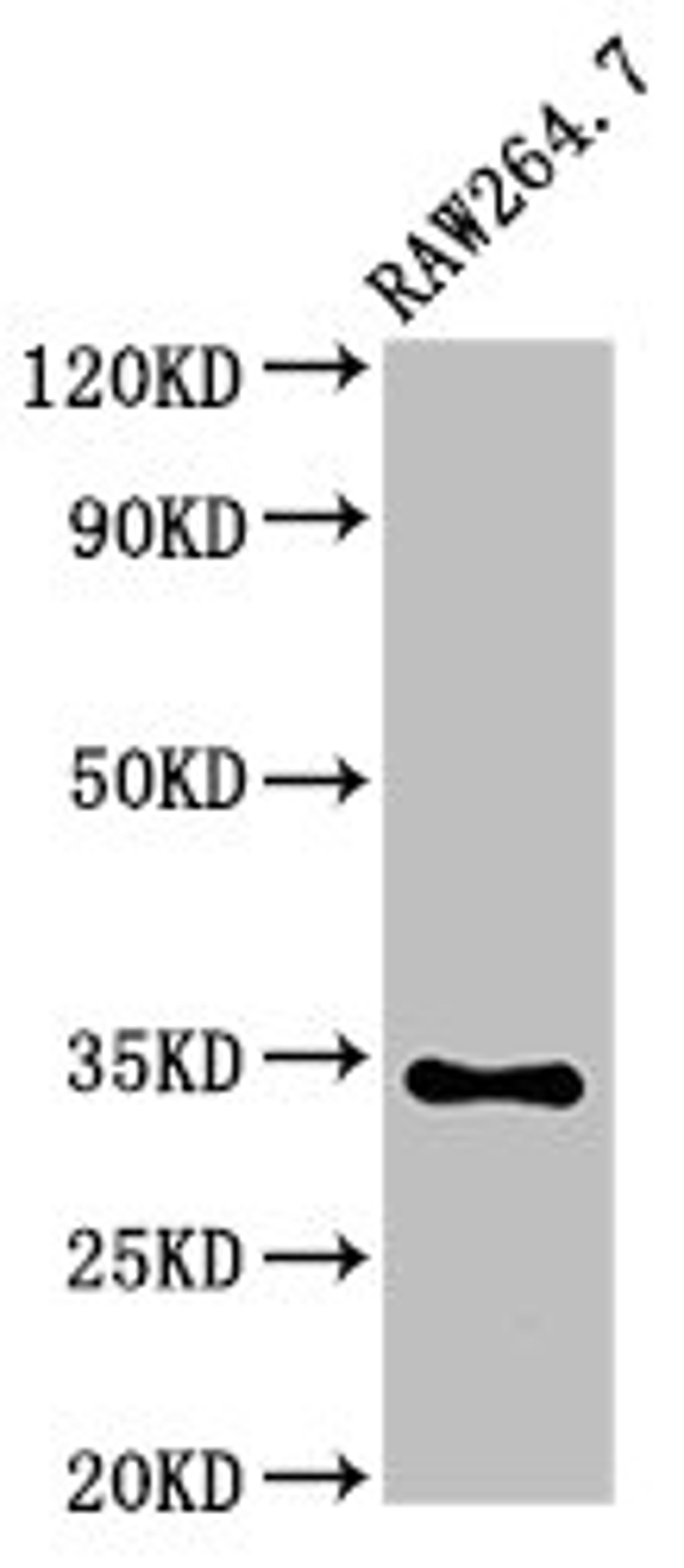 Western Blot. Positive WB detected in: RAW264.7 whole cell lysate. All lanes: MEOX2 antibody at 5ug/ml. Secondary. Goat polyclonal to rabbit IgG at 1/50000 dilution. Predicted band size: 34 kDa. Observed band size: 34 kDa. 