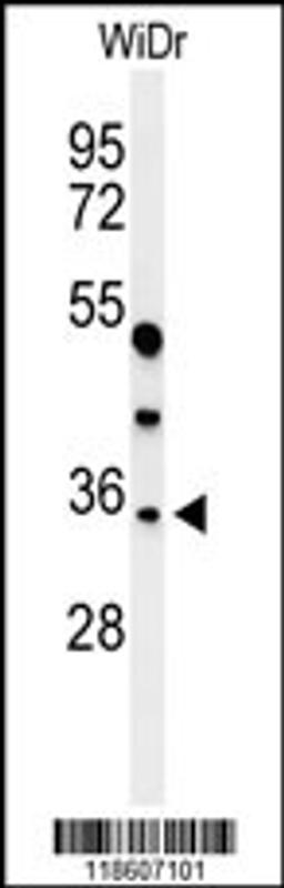 Western blot analysis of MAFA Antibody in WiDr cell line lysates (35ug/lane)