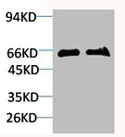 Western blot analysis of 1) Mouse Brain Tissue, 2)Rat Brain Tissue with GABA Transporter 1 Rabbit pAb diluted at 1:2,000.
