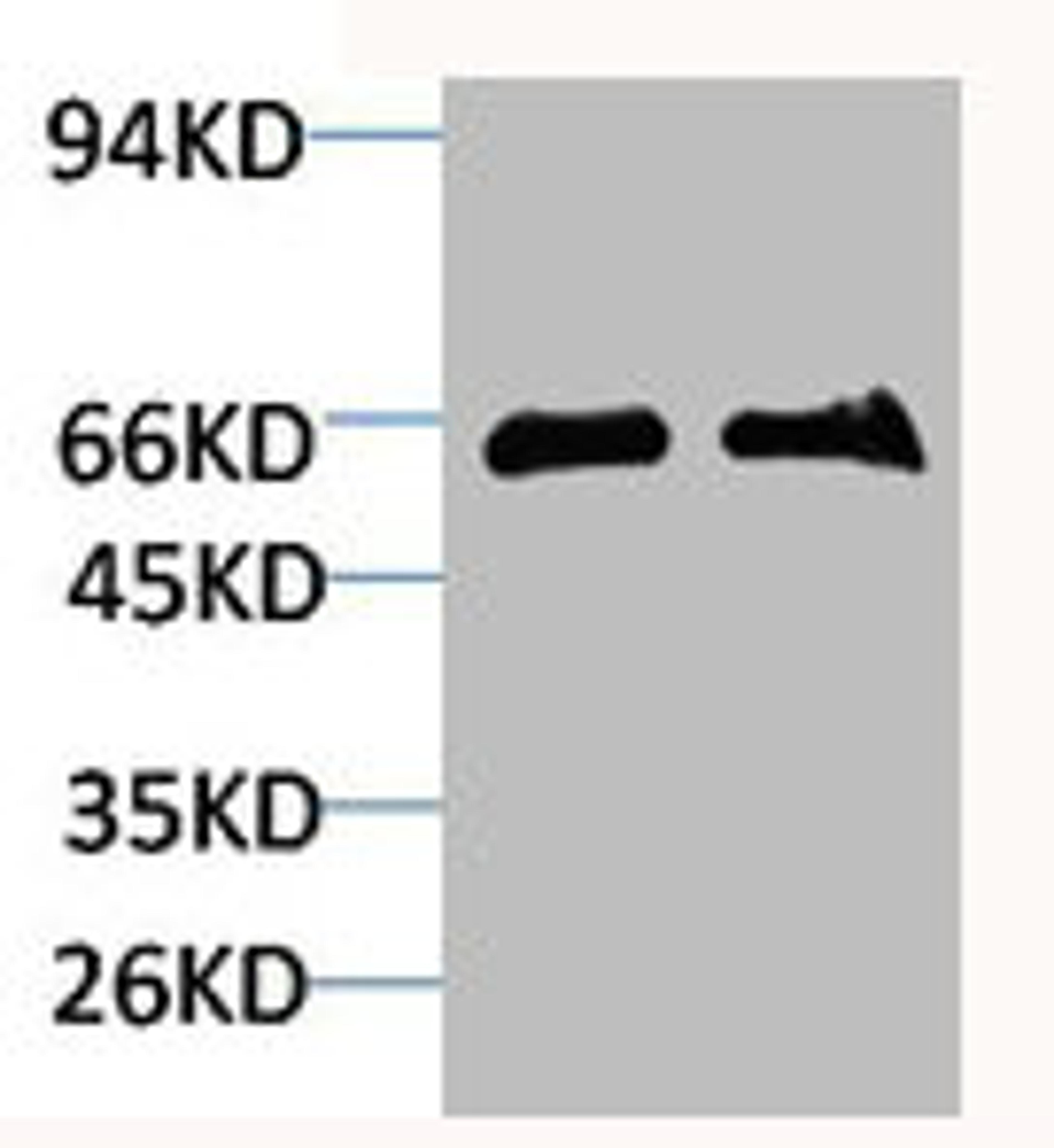 Western blot analysis of 1) Mouse Brain Tissue, 2)Rat Brain Tissue with GABA Transporter 1 Rabbit pAb diluted at 1:2,000.
