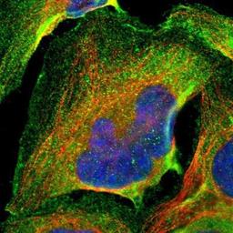 Immunocytochemistry/Immunofluorescence: Ubiquilin 2 Antibody [NBP1-85639] - Staining of human cell line U-2 OS shows positivity in plasma membrane & cytoplasm.