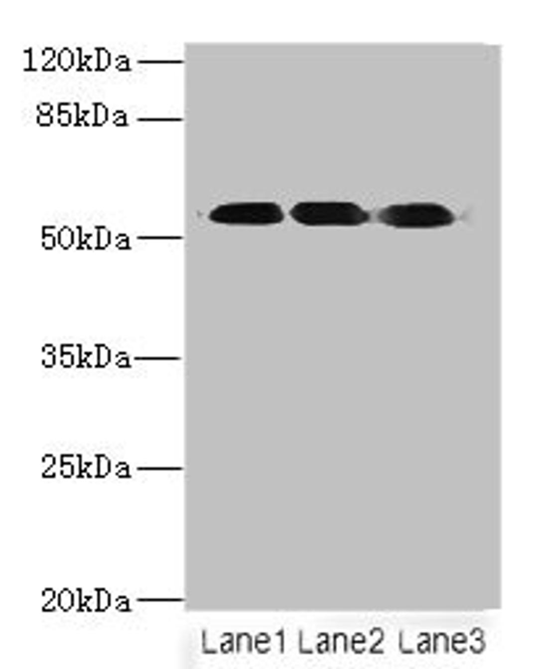 Western blot. All lanes: FZR1 antibody at 6ug/ml. Lane 1: Hela whole cell lysate. Lane 2: Jurkat whole cell lysate. Lane 3: 293T whole cell lysate. Secondary. Goat polyclonal to rabbit IgG at 1/10000 dilution. Predicted band size: 56, 55, 45 kDa. Observed band size: 56 kDa. 