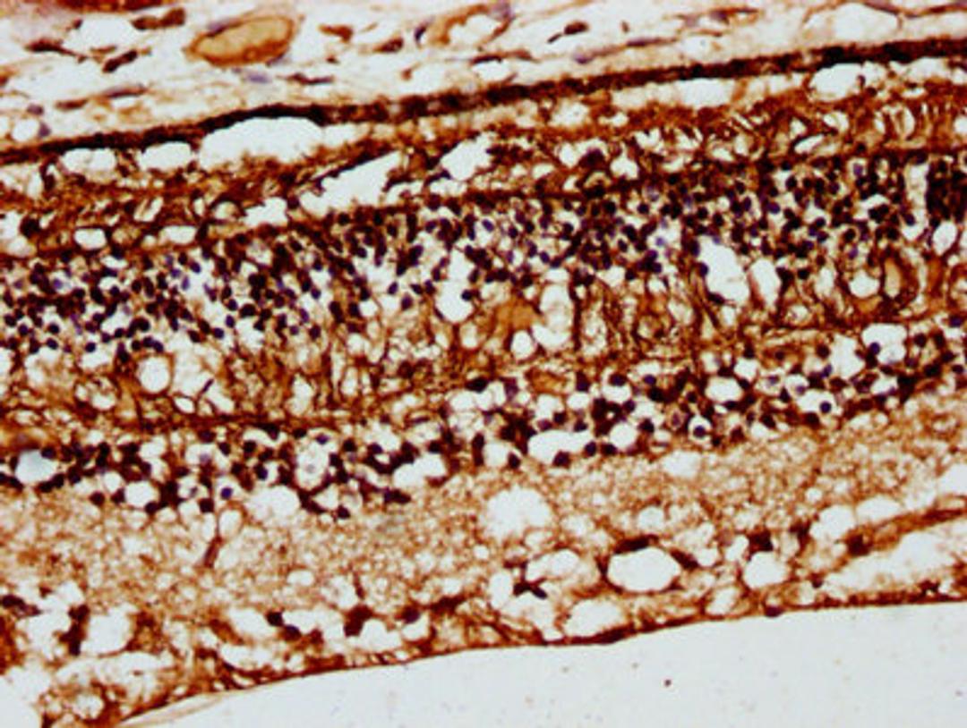 IHC image of CSB-PA005941DSR1HU diluted at 1:66 and staining in paraffin-embedded human eye tissue performed on a Leica BondTM system. After dewaxing and hydration, antigen retrieval was mediated by high pressure in a citrate buffer (pH 6.0). Section was blocked with 10% normal goat serum 30min at RT. Then primary antibody (1% BSA) was incubated at 4&deg;C overnight. The primary is detected by a biotinylated secondary antibody and visualized using an HRP conjugated SP system.