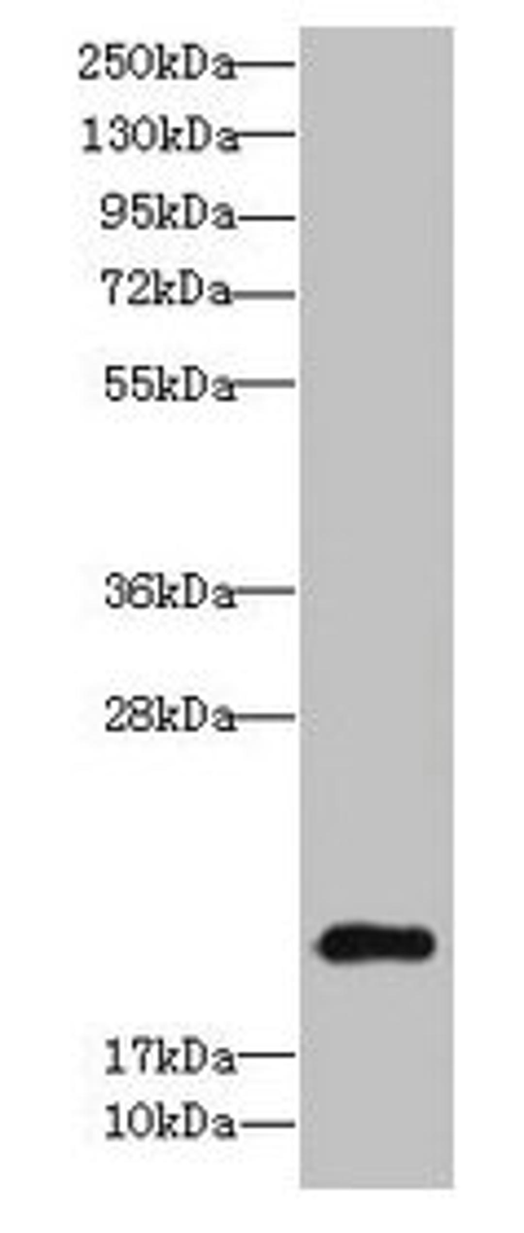 Western blot. All lanes: TSC22D3 antibody at 9µg/ml + Colo320 whole cell lysate. Secondary. Goat polyclonal to rabbit IgG at 1/10000 dilution. Predicted band size: 15, 23, 14 kDa. Observed band size: 23 kDa