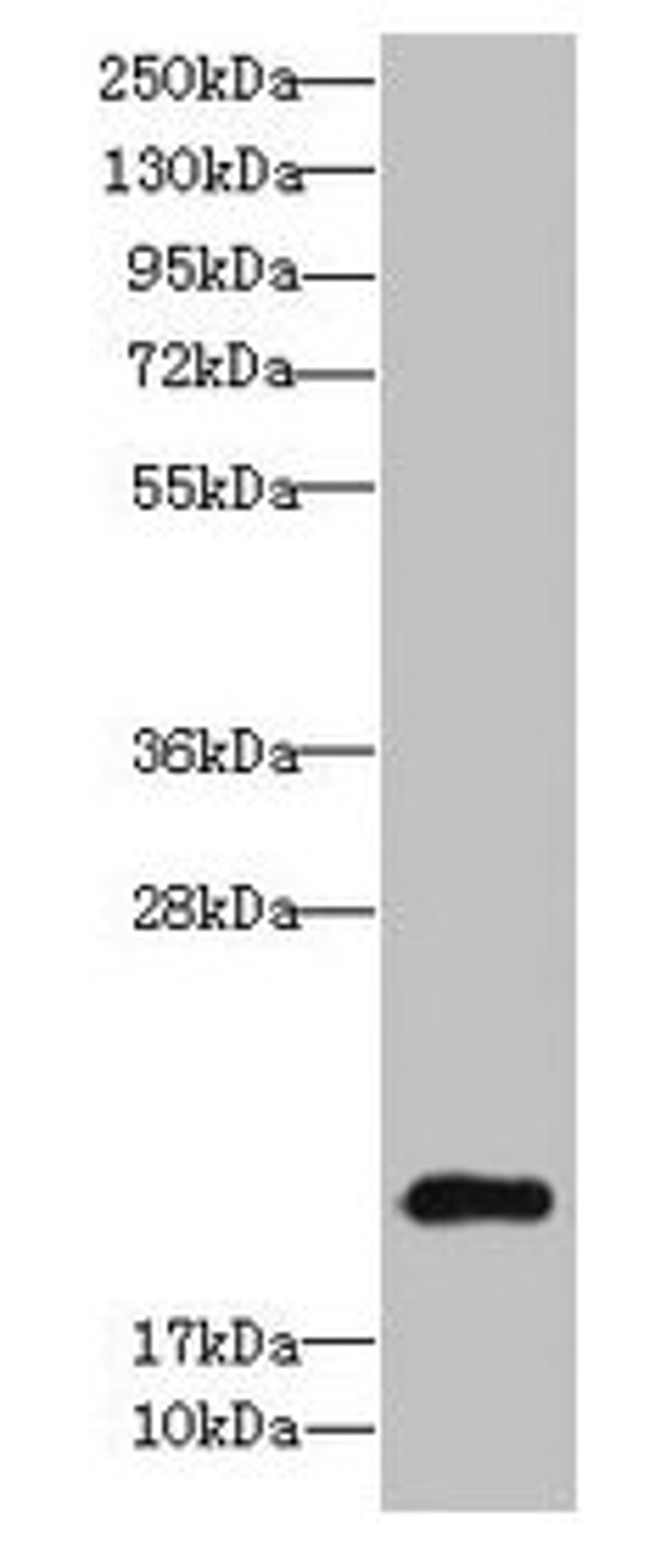 Western blot. All lanes: TSC22D3 antibody at 9µg/ml + Colo320 whole cell lysate. Secondary. Goat polyclonal to rabbit IgG at 1/10000 dilution. Predicted band size: 15, 23, 14 kDa. Observed band size: 23 kDa