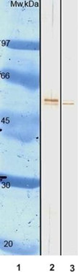 Western blot analysis for immunodetection of Influenza A viruses, (Lane 1) Molecular Weight Markers, (Lane 2) H3N2-Influenza A/Shangdong/9/93 (1ug/well), (Lane 3) H1N1 Ã¯Â¿Â½ Influenza A/NewCaledonia/20/99 (1 ug/well) using Influenza A (NP) antibody