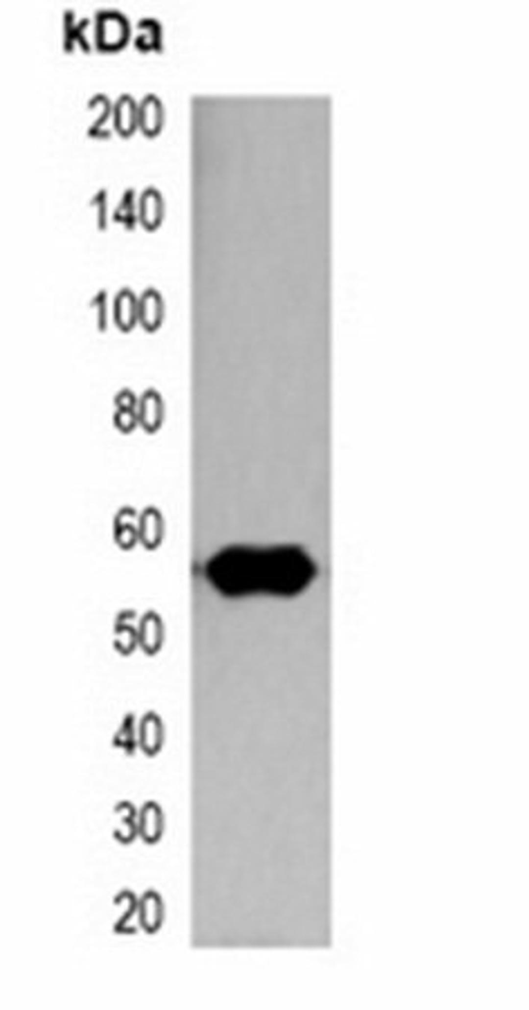 Western blot analysis of 293T cell lysate using Nano-tag antibody