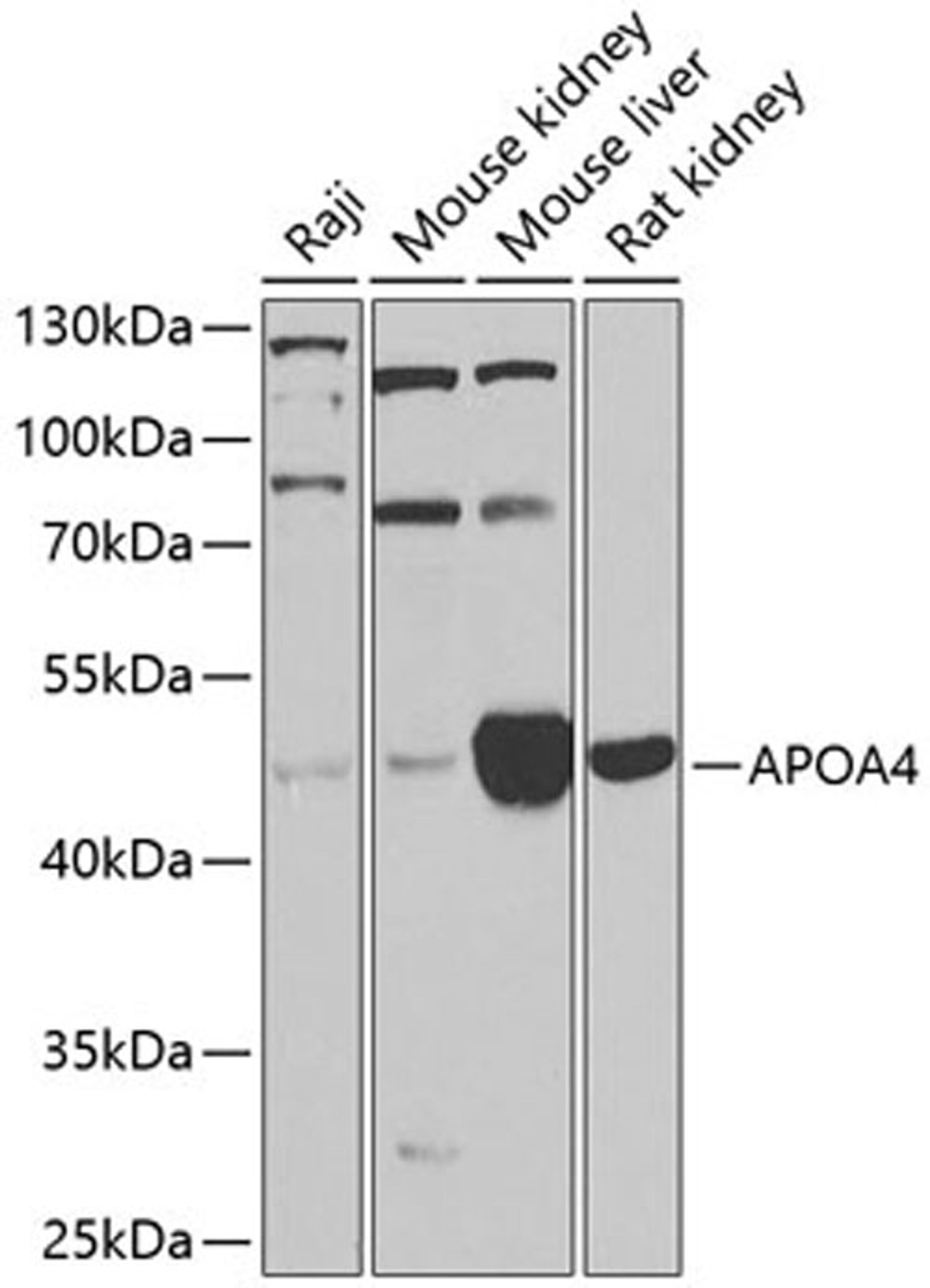 Western blot - APOA4 antibody (A9792)