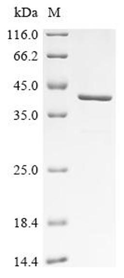(Tris-Glycine gel) Discontinuous SDS-PAGE (reduced) with 5% enrichment gel and 15% separation gel.