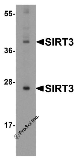 Western blot analysis of SIRT3 in mouse heart tissue lysate with SIRT3 antibody at (A) 1 and (B) 2 μg/mL.