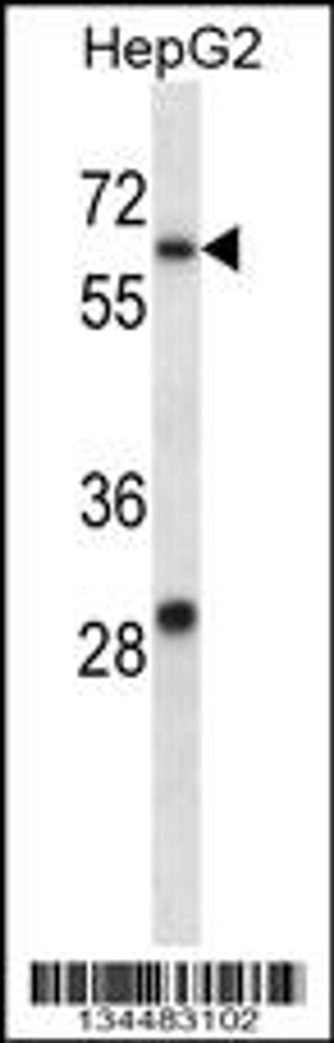 Western blot analysis in HepG2 cell line lysates (35ug/lane).