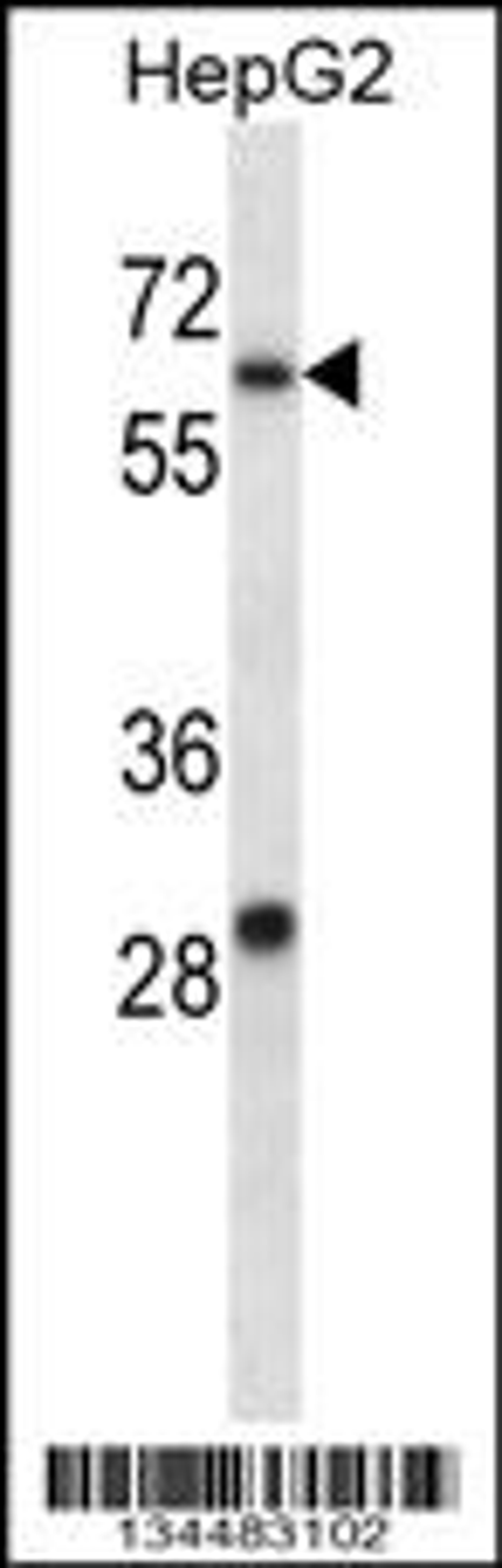 Western blot analysis in HepG2 cell line lysates (35ug/lane).