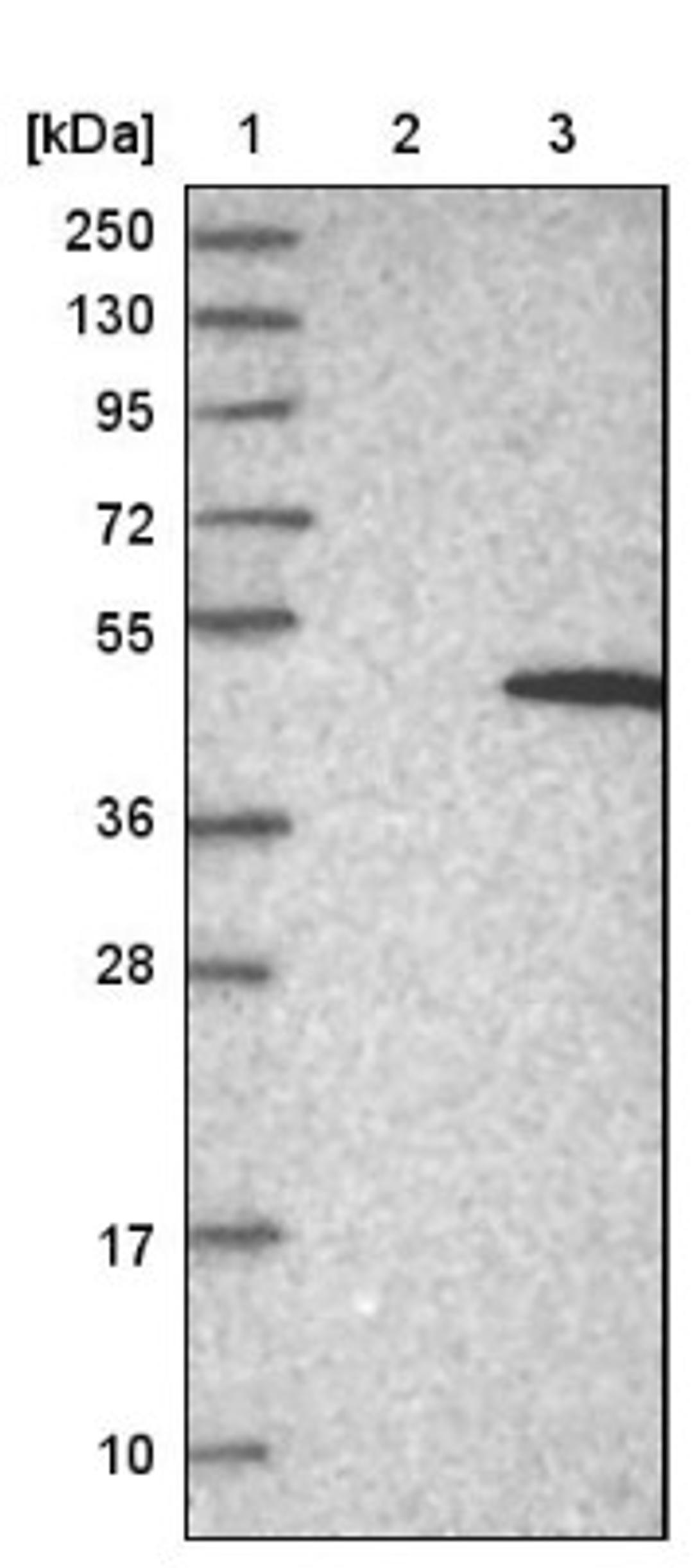 Western Blot: NSUN4 Antibody [NBP1-82733] - Lane 1: Marker [kDa] 250, 130, 95, 72, 55, 36, 28, 17, 10<br/>Lane 2: Negative control (vector only transfected HEK293T lysate)<br/>Lane 3: Over-expression lysate (Co-expressed with a C-terminal myc-DDK tag (~3.1 kDa) in mammalian HEK293T cells, LY404722)