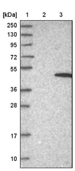 Western Blot: NSUN4 Antibody [NBP1-82733] - Lane 1: Marker [kDa] 250, 130, 95, 72, 55, 36, 28, 17, 10<br/>Lane 2: Negative control (vector only transfected HEK293T lysate)<br/>Lane 3: Over-expression lysate (Co-expressed with a C-terminal myc-DDK tag (~3.1 kDa) in mammalian HEK293T cells, LY404722)