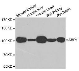 Western blot analysis of extracts of various cell lines using ABP1 antibody