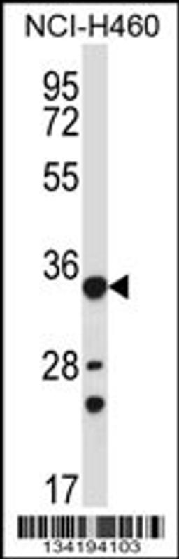 Western blot analysis in NCI-H460 cell line lysates (35ug/lane).