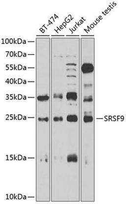 Western blot - SRSF9 antibody (A6070)