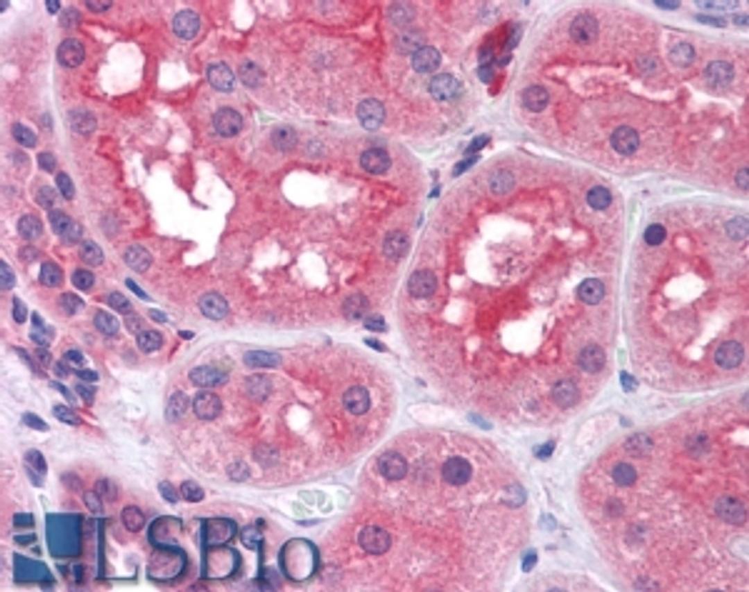 46-228 (3.8ug/ml) staining of paraffin embedded Human Kidney. Steamed antigen retrieval with citrate buffer pH 6, AP-staining.