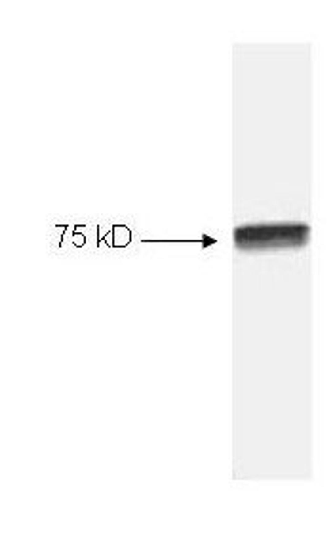 Western blot analysis of HeLa cell extract using NFkB cRel antibody