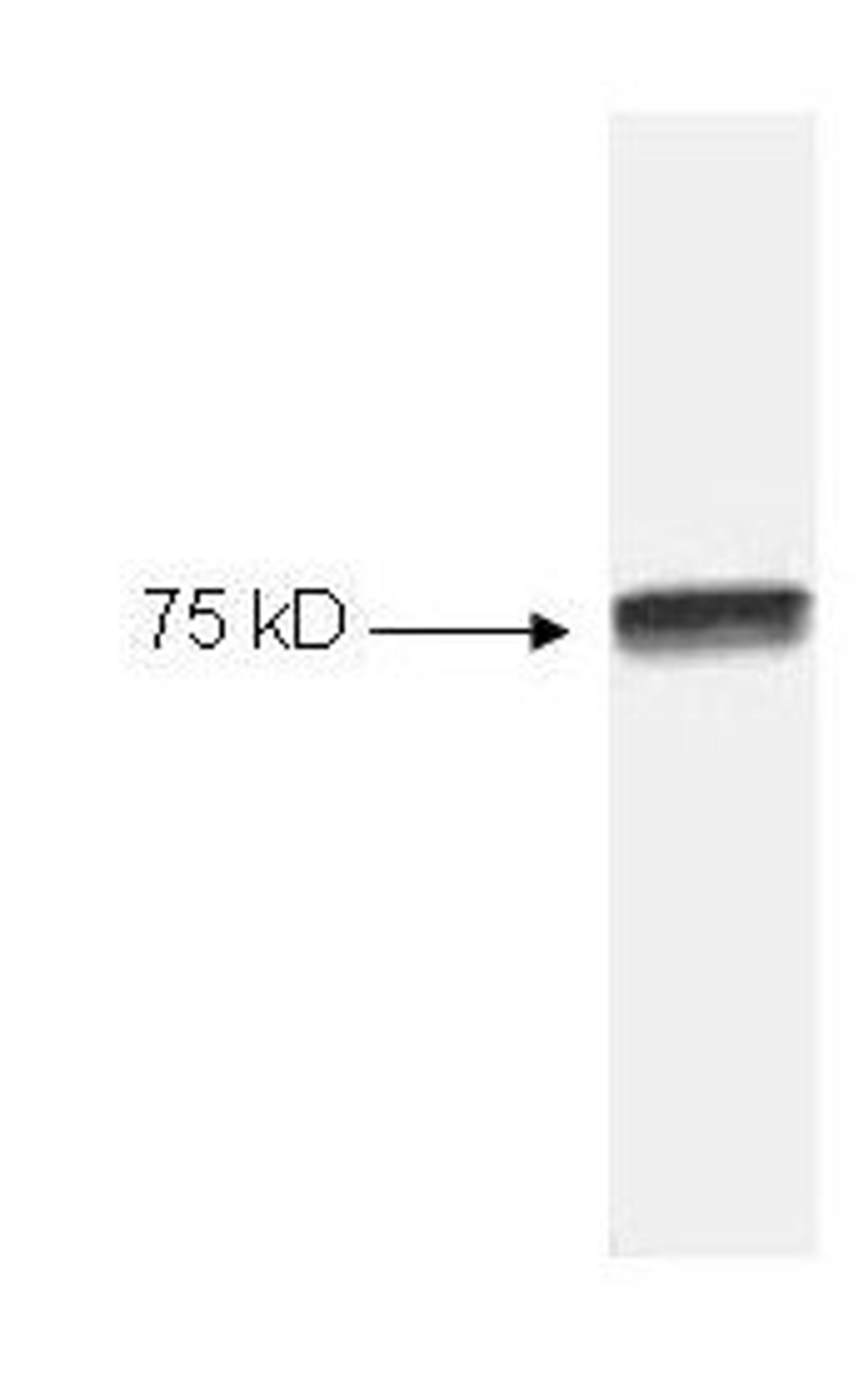 Western blot analysis of HeLa cell extract using NFkB cRel antibody